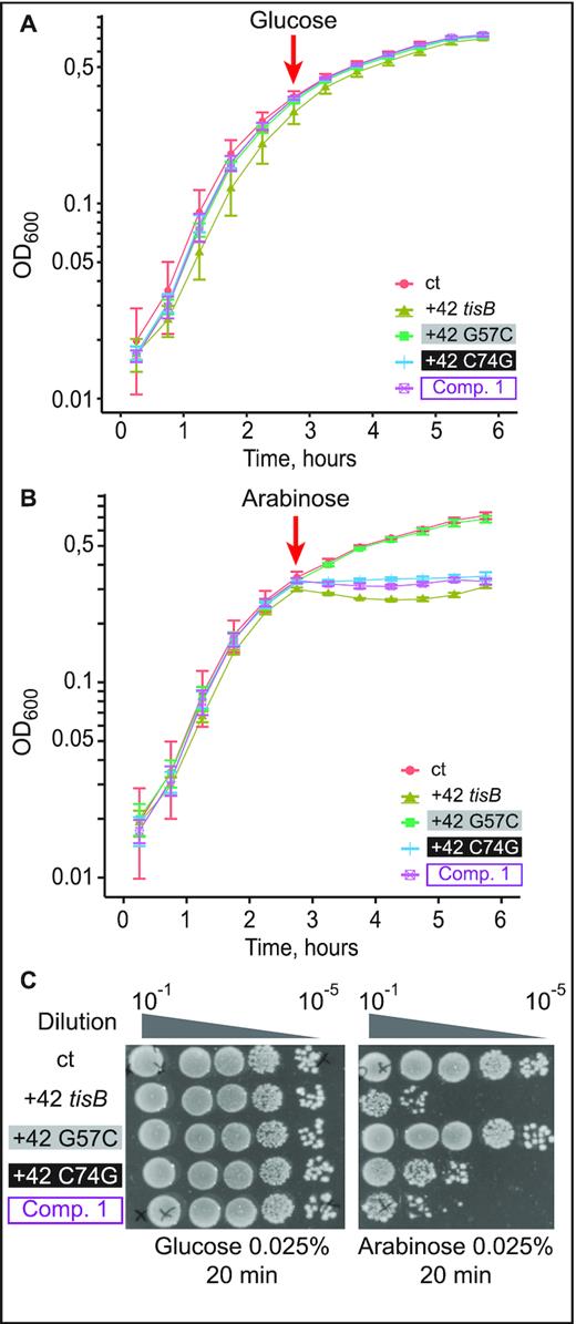 Expression of the compensatory double-mutant G57C/C74G, but not of G57C, is lethal in vivo. (A) E. coli cells carrying pBAD plasmids as indicated were grown to OD600 = 0.5 in a Tecan plate reader at 37°C before addition of 0.025% glucose. Time of addition is indicated (red arrow). (B) Same as in (A), but with arabinose induction (0.025%). (C) Ten-fold serial dilutions of bacterial cultures 30 min post-induction with either glucose or arabinose were spotted on LA-amp plates.