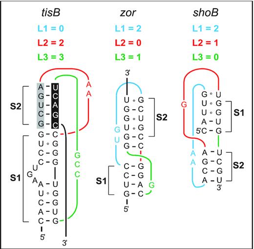 Predicted RNA pseudoknots in type I TA systems in E. coli. Predicted RNA pseudoknots at equivalent positions near the 5′-ends of three toxin mRNAs are shown (see Discussion).