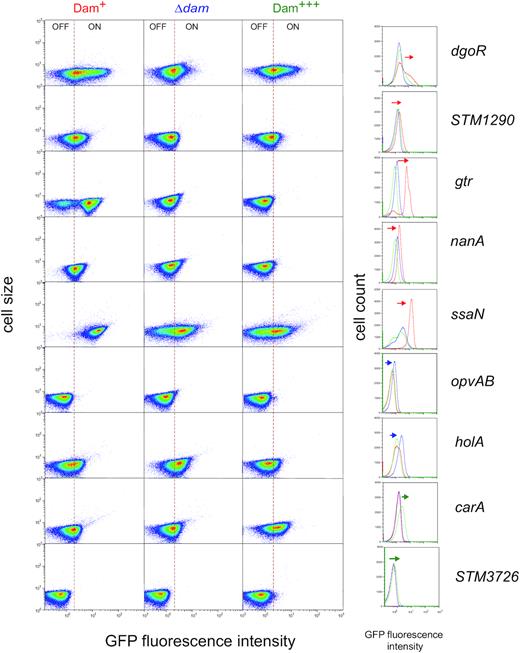 Single cell analysis of Dam methylation-dependent control of carA, dgoR, gtr, holA, nanA, opvAB, ssaN, STM1290 and STM3726. Gene expression was measured by flow cytometry in the wild type (left column and red line in the histograms), in a dam mutant (middle column and blue line in the histograms) and under Dam methylase overproduction (right column and green line in the histograms). Dot plots represent the forward scatter (cell size) versus fluorescence intensity. Histograms represent the frequency of cells with different GFP intensities, and changes in the pattern of expression are indicated with arrows. The growth condition shown for dgoR, STM1290, holA and carA is LB under microaerophilia; for gtr, nanA, opvAB and STM3726 is LB under aerobiosis; and for ssaN is ISM minimal medium. More detailed information is provided in Supplementary Figure S2.