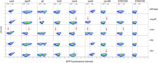 Flow cytometry analysis of carA, dgoR, gtr, holA, nanA, opvAB, ssaN and STM1290 expression in the absence of individual transcriptional factors. Dot plots represent the forward scatter (cell size) versus fluorescence intensity. For dgoR, holA, nanA, STM1290 and STM3726, the growth condition shown is LB under microaerophilia; for gtr and opvAB is LB under aerobiosis; and for carA and ssaN is ISM. More detailed information is provided in Supplementary Figure S3.