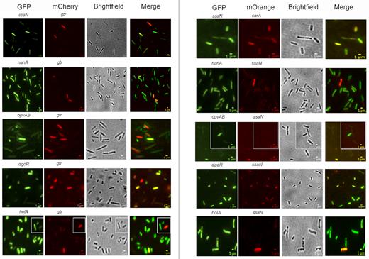Tests of co-ordinated and/or independent switching of loci under transcriptional control by Dam methylation. Fluorescence images of S. enterica cells are shown, visualizing the expression of 10 pairwise combinations of gene fusions (ssaN versus gtr, ssaN versus carA, nanA versus gtr, nanA versus ssaN, opvAB versus gtr, opvAB versus ssaN, dgoR versus gtrA, dgoR versus ssaN, holA versus gtr and holA versus ssaN). Each row shows a strain containing a GFP and either an mCherry or an mOrange transcriptional fusion. The growth condition shown for ssaN versus gtr, nanA versus gtr, opvAB versus gt, ssaN versus carA, nanA versus ssaN, opvAB versus ssaN, dgoR versus ssaN and holA versus ssaN is LB under aerobiosis; for dgoR versus gtr, and holA versus gtr, the growth condition shown is LB under microaerophilia. Scale bars indicate 1 μm.