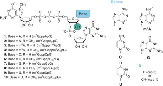 Structures of trinucleotide cap analogs synthesized in this work.