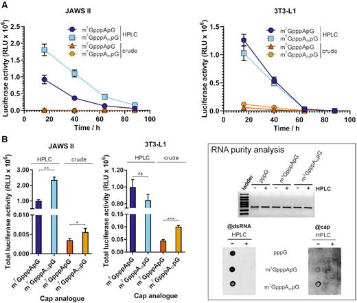 Influence of HPLC purification on translational properties of IVT mRNA. (A) The time course of Gaussia luciferase activity in the supernatant of JAWS II and 3T3-L1 cells after 16, 40, 64 and 88 h after transfection with HPLC-purified and crude IVT mRNAs bearing cap 0 (m7GpppApG) or cap 1 (m7GpppAmpG) (mRNA was generated in a single IVT reaction independently from data shown in Figure 3). Data points present mean values ± SD from one biological replicate, which consists of three independent transfections. (B) Cumulative luminescence produced over 4 days by JAWS II and 3T3-L1 calculated from the same experiment. Bars represent mean value ± SD normalized to m7GpppApG-RNA. Statistical significance: n.s.: not significant, * P < 0.05, ** P < 0.01, *** P < 0.001, **** P < 0.0001 (t-test). The inset shows analysis of the purity of the tested mRNA. Top: 25 ng of each mRNA was run on 1.2% TBE agarose gel. Bottom: 25 ng of the tested mRNA was blotted and analysed with the m7G cap- (@cap) and the same membrane was re-probe with J2 dsRNA-specific (@dsRNA) antibodies. Overall the data suggest that dsRNAs produced during IVT in the presence of cap analogs may be capped.