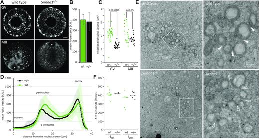 Changes in mitochondrial distribution in Sirena1−/− knock-out oocytes. (A) Confocal images of living GV and MII oocytes stained with MitoTracker. A single optical section is shown. Size bar = 10 μm. (B) Mean fluorescence signal per GV oocyte. Error bars = SD. (C) Quantitative analysis of the MitoTracker signal. Each data point represents the median size of mitochondrial clusters in an oocyte estimated as median mitochondrial signal volume (μm3) per oocyte from confocal microscopy data. (D) Mitotracker signal distribution analyzed as mean radial intensity from the nucleus center. (E) Transmission electron microscopy of wild-type and Sirena1−/− oocytes. The dashed line indicates position of the nuclear envelope. The white rectangle indicates the region magnified in the neighboring panel. Filled arrowheads point to contacts between mitochondria; empty arrowheads point to absenting contacts between mitochondria. (F) Quantification of ATP in Sirena1−/− and wild-type oocytes using the Adenosine 5′-triphosphate (ATP) bioluminescent somatic cell assay kit (FLASC). GV oocytes were denuded and analyzed immediately (t0 h), or were cultured without cumulus cells for an additional 20 h in the presence of IBMX (t20 h). Each data point represents one estimation of ATP level per oocyte, the horizontal line represents the mean.