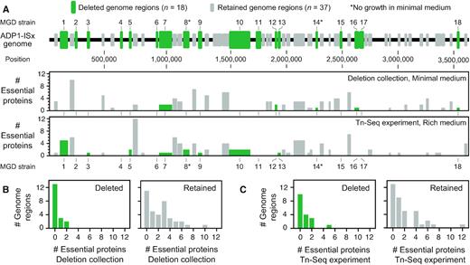 Dispensability of A. baylyi genome regions targeted for deletion. (A) Regions targeted for deletion from the ADP1 chromosome. Successful deletions that resulted in multiple-gene deletion (MGD) strains are numbered and displayed in green. Deletions that were attempted but could not be constructed are shown in gray. The histograms show how many of the genes present in each deletion were classified as essential in each set of predictions. (B) Gene essentiality in deleted and retained regions in the deletion collection. (C) Gene essentiality in deleted and retained regions in the Tn-Seq experiment. Histograms in B and C show the breakdown of how many genes were classified as essential in each experiment for the 18 deleted regions (panels with green bars) and the 37 retained regions (panels with gray bars).
