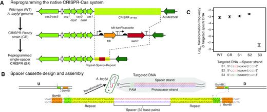 The native A. baylyi ADP1 CRISPR-Cas system is active and can be retargeted. (A) Scheme for reprogramming the A. baylyi CRISPR array. First, a ‘CRISPR-Ready’ strain is created by performing a Golden Transformation that replaces the entire native spacer array with a tdk-kanR cassette. Then, a second Golden Transformation can be used to add a rescue cassette that contains one or more designed spacers under control of the native gene expression signals. (B) Single-spacer replacement cassette design. Synthetic double-stranded DNA encoding the spacer and surrounding repeats is combined with PCR products corresponding to the flanking genome homology upstream (U) and downstream (D) using BsmBI Golden Gate assembly. The inset shows the DNA sequence that is targeted for cleavage with the protospacer adjacent motif (PAM) typical of type-I CRISPR-Cas systems. (C) Reprogrammed CRISPR-Cas system restricts transformation of foreign DNA. Frequencies of transformants of genomic DNA from A. baylyi ADP1 donor that has an integrated spectinomycin resistance gene (specR) were used to judge whether targeting a spacer to this sequence in a recipient strain prevented its acquisition. WT is wild-type ADP1-ISx and CR is the CRISPR-Ready derivative of this strain. S1 and S2 are controls with spacers that match the specR sequence but in incorrect PAM contexts. S3 is an on-target specR spacer with the correct PAM. Error bars are estimated 95% confidence intervals.