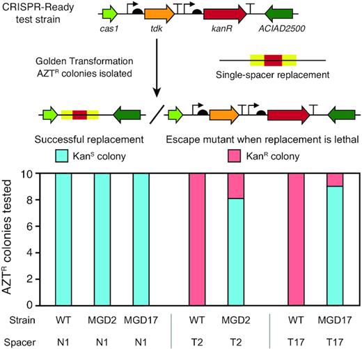 Self-targeting spacers can be used to assure deletions and create a CRISPR-Lock. CRISPR-Ready variants of wild-type ADP1-ISx (WT) and two multiple gene deletions strains (MGD2 and MGD17) were transformed with different spacers to assess the presence of a sequence located within the putatively deleted region. N1 added back the first spacer sequence from the native CRISPR array. It serves as a control because it does not target any sequence in the A. baylyi genome. T2 and T17 are spacers that match sequences in the ADP1-ISx genome that are within the regions deleted in the corresponding MGD strains. For each strain-spacer combination tested, 10 AZTR colonies were isolated after transformation with the single-spacer replacement DNA. Successful integration of the spacer can only occur if the targeted region is not present in the recipient strain's genome. It results in these AZTR colonies also becoming KanS. If integration of the spacer is lethal, then AZTR colonies are expected to have mutations that inactivate the tdk gene and remain KanR, as illustrated in the upper panel. Strains with successful spacer integrations from the MGD2+T2 and MGD17+T17 transformations have a CRISPR-Lock in their genomes that can prevent re-acquisition of the deleted regions when combining multiple deletions in subsequent stages of the genome streamlining project.