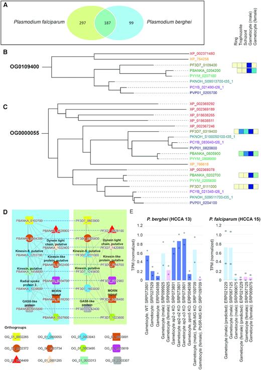 Comparative analysis of male gametocyte-specific gene expression in P. berghei and P. falciparum. (A) Venn diagram showing the overlap of the male gametophyte-specific gene families in the two malaria species. (B) Phylogenetic gene tree of gene family OG0109400. The different species are colour coded and represent Toxoplasma gondii in red (gene IDs XP_NNNNNNNNN, NP_XXXXXX), Theilera parva in orange (gene IDs XP_NNNNNN), P. falciparum in olive (gene IDs PF3D7_XXXXXXX), P. berghei in dark green (gene IDs PBANKA_XXXXXXX), P. yoleii in light green (gene IDs PYYM_XXXXXXX), P. knowlesi in blue (gene IDs PKNOH_SXXXXXXXXX-t35_1), P. vivax in dark blue (gene IDs PVP01_XXXXXXX) and P. cynomolgi in purple (gene IDs PCYB_XXXXXX-t26_1). The coloured boxes to the right of the gene IDs show the average gene expression in five major life stages of the malaria parasite, where yellow and blue colour indicates low and high gene expression. (C) Phylogenetic gene tree of gene family OG0000055. (D) Comparison of cluster 13 (left blue box) and cluster 15 (right green box) from P. berghei and P. falciparum, respectively. Nodes represent, genes, solid edges connect co-expressed genes, dashed edges connect orthologs, while coloured shapes indicate genes belonging to the same gene families. (E) Average expression profiles of the genes found in cluster 13 (left) and 15 (right).