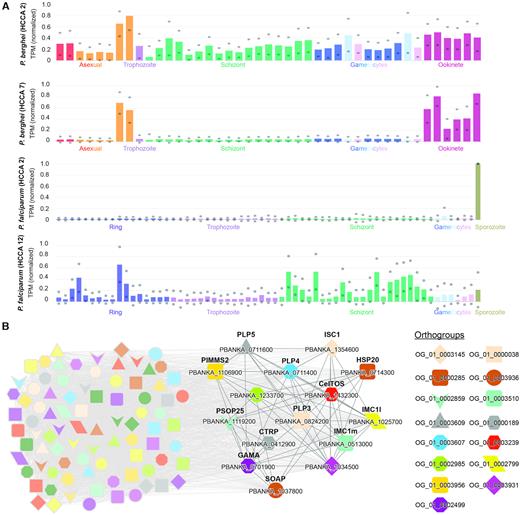 Expression profiles and co-expression network of the microneme-enriched clusters in P. falciparum and P. berghei. (A) Expression profiles of clusters 2 (first) and 7 (second) from P. berghei and clusters 2 (third) and 12 (fourth) from P. falciparum. The different life stages are colour-coded. For brevity, the sample annotations are abbreviated to the major life stages. (B) Co-expression cluster 7 from P. berghei. Nodes represent genes, co-expressed genes are connected by grey edges, while coloured shapes indicate orthogroups. For brevity, only the discussed genes are highlighted.