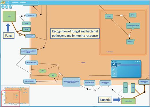 An example of a pathway depicting biotic stress response in rice. Current knowledge related to ‘Recognition of fungal and bacterial pathogens and immunity response’ has been summarized in this pathway. Depending on the type of pathogen, components of the microbial cell walls (e.g. fungal chitin, or bacterial peptidoglycan) serve as elicitors in plant innate immunity. The chitin elicitor binding protein (CEBiP) acts as the chitin receptor, whereas membrane-localized lysin motif-containing proteins 4 and 6 (LYP4 and LYP6) bind to peptidoglycan and chitin. Eventually, the binding of microbial cell wall components to plant cell membrane receptor(s) induces a downstream signaling cascade, which in turn triggers expression of regulatory factors, defense-related genes, and the components of programmed cell death leading to pathogen resistance. View pathway at https://plantreactome.gramene.org/PathwayBrowser/#/R-OSA-9611432