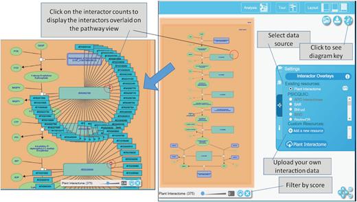 Gene-gene interaction overlay analysis for Arabidopsis thaliana genes encoding enzymes of methylerythritol phosphate (MEP) pathway. In the pathway diagram, the interactors associated with two enzymes (AT5G62790 and AT2G26930) are shown as a spoke-and-wheel overlay. A user has the option to display interactors of all enzymes of this pathway (total 375 from Plant Interactome and 6 from BAR) and download as a table (see Supplementary Table S3). View pathway at https://plantreactome.gramene.org/PathwayBrowser/#/R-ATH-1119464