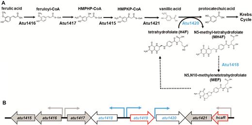 (A) Ferulic acid degradation pathway: a coenzyme A is added to ferulic acid by Atu1416, a feruloyl-CoA synthase. Feruloyl-CoA is then converted by Atu1417, an enoyl-CoA hydratase, into 4-hydroxy-3-methoxyphenyl-β-hydroxypropionyl (HMPHP)-CoA, which is in turn transformed into vanillic acid by Atu1415, a phenylhydroxypropionyl-CoA dehydrogenase, and then Atu1421, a 4-hydroxy-3-methoxyphenyl-β-ketopropionyl-CoA (HMPKP)-CoA β-keto-thiolase. The O-demethylase Atu1420 degrades vanillic acid into protocatechuic acid using tetrahydrofolate (H4F) as a cofactor and produces N5-methyl-tetrahydrofolate (MH4F). Protocatechuic acid enters the cycle of Krebs. Atu1418 enzyme was proposed to be involved in the recycling of H4F from transformation of MH4F into MEF, a compound that can be enzymatically or spontaneously converted to H4F (18,50). Dashed arrows indicated putative reactions based on sequence similarities and references (4,18,44,50). (B) Organization of the SpG8–1b region for which genes expression is regulated by the two transcriptional factors HcaR and Atu1419 (their genes are framed in red). Promoters are shown with small arrows in black for HcaR dependent-transcription and in blue for putative Atu1419 dependent-transcription indicating the direction of gene transcription.