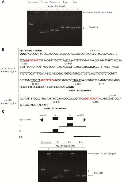 Atu1419 regulation mechanism. (A) EMSA analysis of 30 nM of each promoter region Patu1416–1417, Patu1418–1419, Patu1420, PhcaR (atu1422) incubated without and with 250 nM tetrameric Atu1419 (ratio protein:DNA of 8.3). PvirB was used as a promoter region control. (B) In silico analysis of the atu1418–1419 and atu1420 promoter regions performed with the BPROM program (31): –10 and –35 boxes are underlined, and the palindromic sequences are shown in red. The transcription initiation sites are shown with an arrow and the translation start sites are indicated in bold. Palindromic regions (IR1 and IR2) are separated by 190 bp in atu1418–1419 region. (C) EMSA analysis of 30 nM of three parts of the promoter region of atu1418–1419 containing each one palindrome (P1 or P2) or none (P3) incubated without and with 250 nM tetrameric Atu1419 (ratio protein:DNA of 8.3).