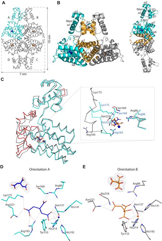 (A) Wire representation of Atu1419 tetramer in complex with a fortuitous citrate molecule and a co-purified Zn2+ ion, shown as sticks and ball, respectively, bound to the effector binding domain in the structure at 2 Å resolution (molecule A is in cyan whereas molecules B/C/D in gray). (B) Left: ribbon representation of dimer AB within the tetramer in (A). The secondary structural elements are indicated in subunit A and the orange elements form the dimeric interface. The linker joining the N-terminal DNA binding domain and the C-terminal effector binding domain is shown in black. Right: ribbon representation of dimer AD within the tetramer in (A). The secondary structural elements are indicated in subunit A and the orange elements form the other dimeric interface (C) Superposition of the subunits A in cyan and B in gray of the tetramer in (A) (the subunits B–D adopt the same fold). The red parts indicate major conformational changes between both subunits. A close-up view of the citrate and ion binding sites in the effector/metal binding domain shown in blue and orange for subunits A and B, respectively. (D) Interactions between the bound citrate in orientation A and in blue/Zn2+ (blue ball) and subunit A in cyan. Hydrogen bonds are shown as dashed lines in black (distance below 3.2 Å) and metal contacts are shown as dashed lines in red. Residues involved in the interactions are labeled and shown as sticks. Citrate is shown in its Fo-Fc omit map contoured at 4σ in subunit A. (E) Interactions between the bound citrate in orientation B and in orange/Zn2+ (orange ball) and subunit B in gray. Hydrogen bonds are shown as dashed lines in black (distance below 3.2 Å) and metal contacts are shown as dashed lines in red. Residues involved in the interactions are labeled and shown as sticks. Citrate is shown in its Fo-Fc omit map contoured at 4σ in subunit A.