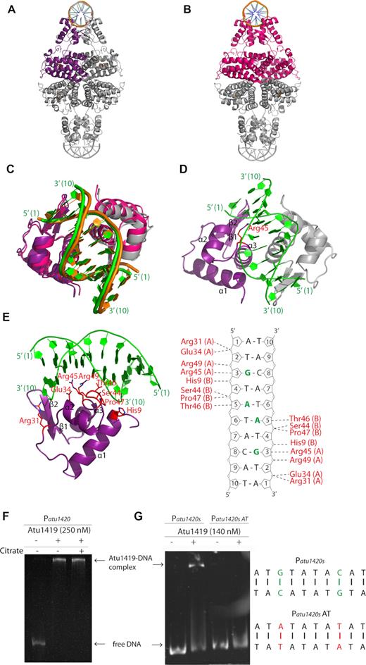 Cartoon representation of the tetrameric Atu1419-DNA complex (A) in the P6422 structure with the monomer of the asymmetric unit shown in purple. (B) in the P212121 structure with the dimer of the asymmetric unit shown in magenta. (C) Superposition of the DNA binding domains of the dimers AB of the P6422 structure in purple and gray for subunits A and B, respectively and of the P212121 structure in magenta. The palindromic 10-mer DNA is in green and orange in the P6422 and P212121 structures, respectively. (D) View of the DNA binding domain of the dimer AB of the P6422 structure in purple and gray for subunits A and B, respectively bound to the palindromic 10-mer DNA shown in green. The secondary elements are indicated in subunit A. Arg45 in helix α3 is the key residue, which interacts with the essential guanine base at position 3. This residue is shown as sticks. (E) View showing a close-up of the Atu1419–DNA interface within a monomer and schematic diagram of Atu1419–DNA contacts. Nucleotide bases that interact with Atu1419 are shown in green. (F) EMSA analysis of Patu1420 incubated without and with Atu1419, and with Atu1419 and 100 μM citrate (ratio tetrameric protein:DNA of 8.3). (G) EMSA analysis of Patu1420s containing a unique palindrome or Patu1420s AT, in which the palindrome was mutated with the recognized guanine at position 3 replaced by an adenine and its cytosine partner replaced by a thymine, incubated without and with Atu1419 (ratio tetrameric protein:DNA of 4.6).