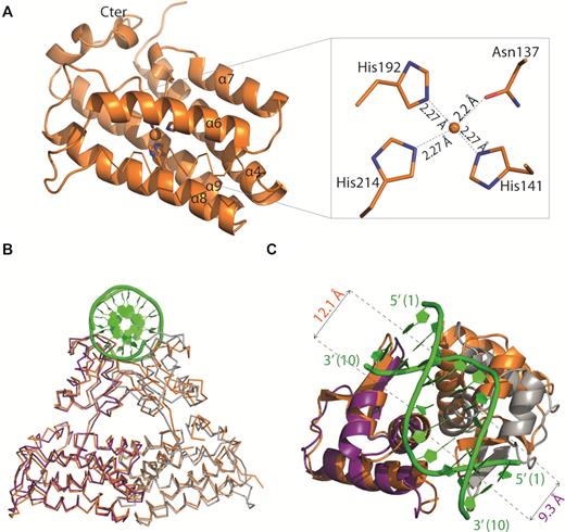 (A) Cartoon representation of the C-terminal domain except for helix α5 shown in ribbon of Atu1419 with a co-purified Zn2+ ion and a close-up view of the Zn2+ binding site. The four amino acid residues bound to the metal ion (orange ball) are shown as sticks. (B) Superposition of dimers AB of apo Atu1419 (in orange) and Atu1419-DNA complex (in purple and gray). The DNA is in green. (C) Close-up view showing the superposition of their DNA binding domains colored as in (B) with a view at 90°.