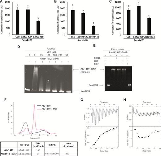 (A–C) Patu1418, Patu1419 or Patu1420 expression in A. fabrum C58 wild-type strain compared with that in C58Δatu1420 and C58Δatu1418 mutants in the presence of ferulic acid. Values correspond to normalized fluorescence intensity in the presence of ferulic acid corrected by subtracting values without ferulic acid. Different letters indicate statistical differences between conditions (one-way ANOVA and Tukey test; P-value < 0.05). (D) EMSA analysis of Patu1420 DNA region incubated without and with Atu1419 (ratio tetrameric protein:DNA of 17) and N5,N10-methylenetetrahydrofolate at different concentrations (0–300 μM). (E) Gel mobility shift assay analysis of Patu1420 DNA region incubated without and with Atu1419, and with Atu1419 and H4F, MH4F or MEF at 100 μM. (F) Differential scanning calorimetry thermograms of apo Atu1419 (black) and Atu1419 in the presence of MEF (magenta). The table below indicates the Tm. DSC experiments were performed twice. (G) Isothermal titration microcalorimetry (ITC) experiments of Atu1419 towards MEF. The top panel shows heat differences upon injection of MEF and low panel shows integrated heats of injection with the best fit (solid line) to a single binding model using Microcal ORIGIN. (H) Control of MEF injection in the buffer solution by ITC.