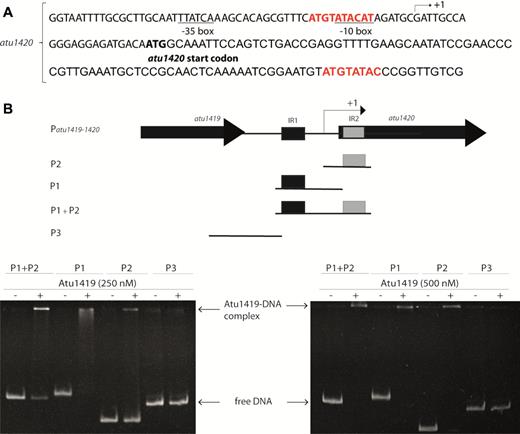 (A) atu1420 promoter region: –10 and –35 boxes are underlined, the palindromic sequence and the degenerated palindromic sequence (109 bp apart) are in red. The transcription initiation site is shown with an arrow and the translation start site is indicated in bold. (B) Gel mobility shift assay analysis of four parts of the promoter region of atu1420 containing each one palindrome or one degenerated palindrome (P1 or P2), or both (P1+P2) or none (P3) incubated without and with 250 or 500 nM tetrameric Atu1419 (ratio protein:DNA of 8.3 or 16.6).