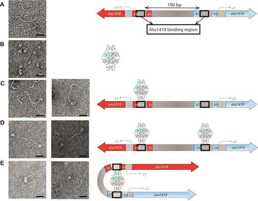 Interactions between Atu1419 repressor and Patu1418–1419 region of 370 bp containing two palindromes separated by 190 bp visualized by electron microscopy on the left, and corresponding models on the right. (A) Image of Patu1418–1419 region, (B) image of Atu1419 tetramer, (C) image of one tetramer bound to one palindrome, (D) image of two tetramers bound each to one palindrome, (E) image of one tetramer inducing a DNA loop. Scales bars: 20 nm.