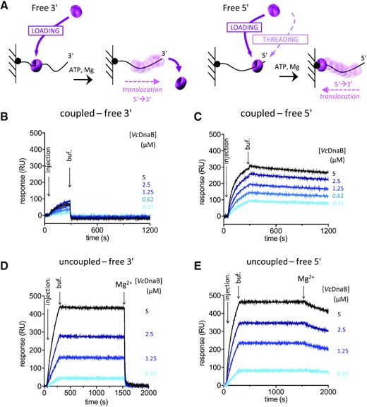 Loading of VcDnaB on DNA. (A) Experimental design of the SPR experiments. The single stranded DNA molecules were bound to the SPR matrix through their 5′ (left) or their 3′ (right) biotinylated extremity, leaving a 3′ or 5′-end accessible. After addition of the helicase to the reactive mixture, the loading of the helicase on DNA is expected to give rise to a translocation motion in the 5′ → 3′ direction, dropping from the DNA when the 3′ is free (left) or trapping the helicase at the interface between the matrix and the DNA substrate when the 5′ is free (right). In coupled conditions, proteins were injected in the presence of 1 mM ATP and 10 mM MgCl2, and dissociation was carried out in the same buffer, allowing helicase translocation as soon as the helicase was loaded. In uncoupled conditions, proteins were injected in the presence of 1 mM ATP, a first dissociation was observed in the same buffer (buff.), before injection of a buffer containing 1 mM ATP and 10 mM MgCl2 (Mg2+). Then, in uncoupled conditions, the loading can be observed before translocation that occurs only when MgCl2 is added. (B to E) VcDnaB at the indicated concentrations (from 0.31 μM to 5 μM) was injected, from light blue to black.