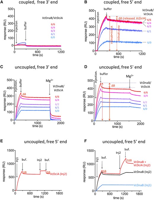 VcDciA stimulates the loading of VcDnaB on DNA. (A, B) SPR analysis of the loading of VcDnaB on ssDNA with free 3′ (A) and free 5′ (B) ends, in the presence of VcDciA. VcDnaB was injected at a concentration of 625 nM during 240s (injection) in a buffer solution containing ATP and MgCl2 (coupled conditions, Materials and Methods). Dissociation was assessed in the same buffer (buffer). The amount of DNA-bound protein is proportional to the Response Units (RU on the ordinate axis). Different VcDnaB/VcDciA ratios (from 6/0 to 6/6 in subunits) were analyzed. ΔB represents the mass of VcDciA proteins that dissociated immediately after the loading of the VcDciA•VcDnaB complex on DNA. (C, D) Same as in A and B, except that the experiments are monitored in the ‘uncoupled’ conditions, where the Mg2+ was omitted during the loading step and added after stabilization of the helicase onto the DNA. The translocation is triggered by the Mg2+. (E, F) SPR analysis of the dissociation of VcDciA from the VcDciA•VcDnaB complex on free 5′-ssDNA substrate. In absence of Mg2+, after the first interaction with DNA of VcDnaB + VcDciA (Inj1, 1.25 μM in subunits) during 240 s, dissociation of VcDciA (ΔB) was observed for 750 s. A second injection of various protein composition (Inj2) was then carried out during 240 s and produced a secondary response. (E) A second injection of an equimolar amount of VcDciA was performed (Inj2) giving rise to an equivalent transient binding of VcDciA (same ΔB) on the VcDnaB•DNA complex. (F) A second injection containing VcDnaB alone (equimolar amount, Inj2, black) produced a secondary response similar to the blue curve which corresponds to the profile of a single injection of VcDnaB alone. A second injection of the VcDciA•VcDnaB complex (equimolar amount, Inj2, red) resulted in twice as much transient binding of VcDciA (2ΔB) on the VcDnaB•DNA complex.