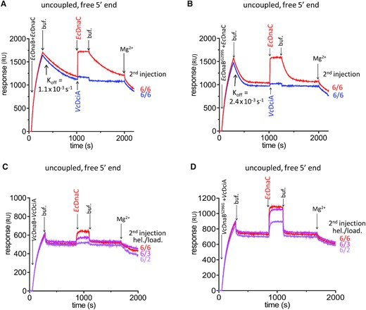 The determinant residue modulates the binding of EcDnaC loader on replicative helicases. SPR analyses on 5′ free ssDNA substrate were conducted as uncoupled experiments (see Materials and Methods) to assess the role of the determinant residue in the specificity of the replicative helicases for DnaC or DciA. In absence of MgCl2 (uncoupled conditions), after the first interaction with DNA of VcDnaB + VcDciA or of EcDnaB + EcDnaC during 240 s, dissociation was observed for 570 s to 750 s. A second injection of EcDnaC or VcDciA at the indicated ratio was then carried out during 240 s and produced a second response. (A) The first injection and dissociation of EcDnaB + EcDnaC (625 nM each) were followed by a second injection of EcDnaC at 625 nM (red) or VcDciA at 625 nM (blue). (B) Same as in (A) except that the first injection was carried out with EcDnaBG299S instead of EcDnaB. The dissociation constants (koff) are indicated for EcDnaC from EcDnaB (A) and from EcDnaBG299S (B). (C) The first injection and the dissociation of VcDnaB + VcDciA (1.25 μM each) were followed by a second injection of EcDnaC (0.4, 0.6 and 1.25 μM from pink to red, respectively). (D) Same as in (C) except that the first injection was carried out with VcDnaBS296G instead of VcDnaB (see Supplementary Table S4).