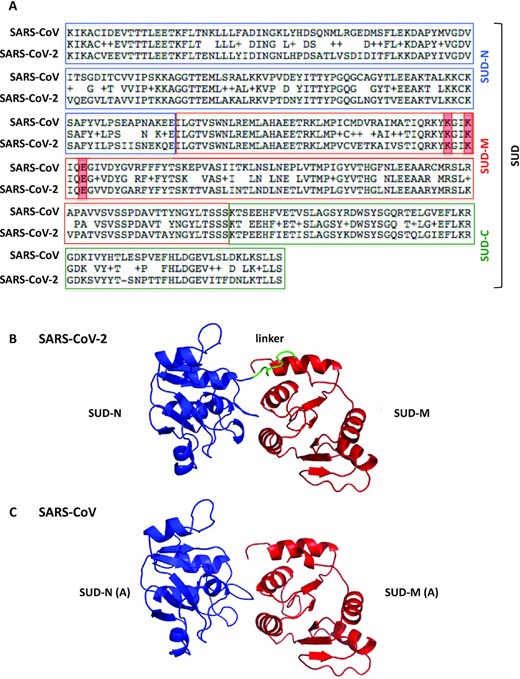 Primary structure alignment of the SARS-CoV and SARS-CoV-2 SUD proteins and homology modeling of the SARS-CoV-2 SUD-NM protein. (A) The alignment was performed using the BLAST algorithm with the Blosum62 scoring matrix between amino acids 389–720 and 413–744 of SARS-CoV (NC004718) and SARS-CoV-2 (BetaCoV_Wuhan_IVDC-HB-01_2019) Nsp3 proteins, respectively. More precisely, the SUD-N and SUD-M macrodomains and the SUD-C frataxin-like domain of these two viruses share 88.2, 96.1 and 91.4% amino-acid sequence similarities (ExPASy LALIGN algorithm). The K565-K568-E571 residues (highlighted in red), present in SARS-CoV SUD-M and important for viral replication (5) are conserved in SARS-CoV-2 SUD-M. (B) Ribbon representation of the modeled structure of the SARS-CoV-2 SUD-NM computed with the Modeller software using the SARS-CoV SUD-NM protein as template structure (PDB code: 2W2G (8)). SUD-N is in blue, SUD-M in red and the 518–524 linker connecting the two macrodomains is in green. (C) Structure of the SARS-CoV SUD-NM monomer A template structure (PDB code: 2W2G) provided for comparison and in the same orientation than in (B).