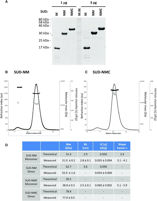Characterization of purified SARS-CoV-2 proteins. (A) 1 μg and 3 μg of the three studied proteins were separated on a 15% polyacrylamide-SDS gel and visualized by Coomassie blue staining of the gel. (B, C) Hydrodynamic characterization of SUD-NM (b) and SUD-NMC (C) after size exclusion chromatography separation: refractive index (plain line), molecular mass (plain circle), intrinsic viscosity (open circle). (D) Summary of hydrodynamic characterization and modeling.