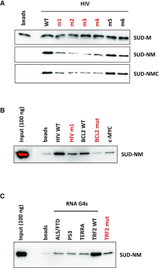 G4 pull-down of SARS-CoV-2 SUD proteins on DNA and RNA G4s. Interaction of SUD-M, NM and NMC proteins with DNA or RNA oligonucleotides folded as G4s and attached to streptavidin magnetic beads. Oligonucleotides labeled in red have the lowest G4Hunter scores. Proteins retained by the G4-coated beads were separated by SDS-PAGE and analyzed by Western blotting. (A) Comparative interaction of SUD proteins with DNA oligonucleotides displaying different G4 folding propensities. (B) Comparative interaction of SUD-NM with WT and mutant DNA G4s. (C) Comparative interaction of SUD-NM with four WT and one mutant RNA G4s. Among the sequences tested here, the TRF2 WT oligo-ribonucleotide appears to be the best RNA G4 substrate for SUD-NM.