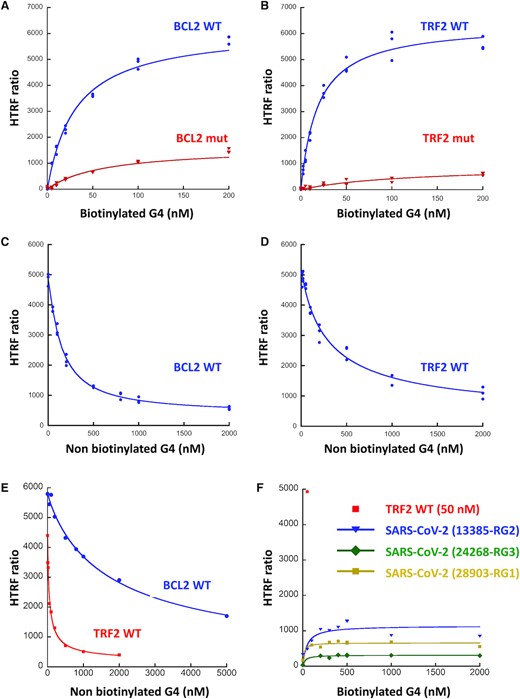 HTRF assay of the interaction between SARS-CoV-2 SUD-NM and the BCL2, TRF2 and SARS-CoV-2 G4s. (A) His-SUD-NM (30 nM) and biotinylated BCL2 WT or mutant (5 to 200 nM) were incubated for 1 h at room temperature before addition of the donor and acceptor conjugates. (B) Same as in (A) with TRF2 WT or mutant (2.5 to 200 nM). KD of 31 ± 3 and 18 ± 3 nM were calculated for BCL2 WT and TRF2 WT respectively, using the Kaleidagraph software to fit the experimental data. (C) His-SUD-NM (30 nM) and biotinylated BCL2 WT (100 nM) were incubated for 1h at room temperature in the presence of increasing concentrations of non-biotinylated BCL2 WT (0–2 μM). (D) Same as in (C) with His-SUD-NM (30 nM) and biotinylated TRF2 WT (50 nM) in the presence of increasing concentrations of non-biotinylated TRF2 WT (0–2 μM). (E) His-SUD-NM (30 nM) was incubated for 1 h at room temperature with biotinylated BCL2 WT (100 nM) and increasing concentrations of non-biotinylated TRF2 WT (0 to 2 μM) (red curve) or with biotinylated TRF2 WT (50 nM) and increasing concentrations of non-biotinylated BCL2 WT (0–5 μM) (blue curve). (F) His-SUD-NM (30 nM) and biotinylated RNA RG1, RG2 and RG3 from SARS-CoV-2 sequence (5–2000 nM) were incubated for 1h at room temperature before addition of the donor and acceptor conjugates. TRF2 WT (50 nM) was used as a positive control.