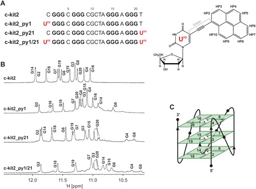 (A) Sequences of c-kit2 and terminal Upy analogues (Upy highlighted in red) (left). Guanines involved in G-quartet formation are in bold. Chemical formula of 5-(1-pyrenylethynyl)-2′-deoxyuridine (Upy) with atom numbering of pyrene moiety (right). (B) Imino regions of 1D 1H NMR spectra of c-kit2 and terminal Upy analogues with assignment. Spectra were acquired in 90% H2O and 10% D2O, 20 mM KCl and 5 mM K-phosphate buffer, pH 7 on a 600 MHz NMR spectrometer. Oligonucleotide concentrations ranged from 0.7 to 1.0 mM. (C) Schematic representation of the c-kit2 promoter G-quadruplex topology. Hydrogen-bond directionality is indicated with arrows in the centre of each G-quartet.