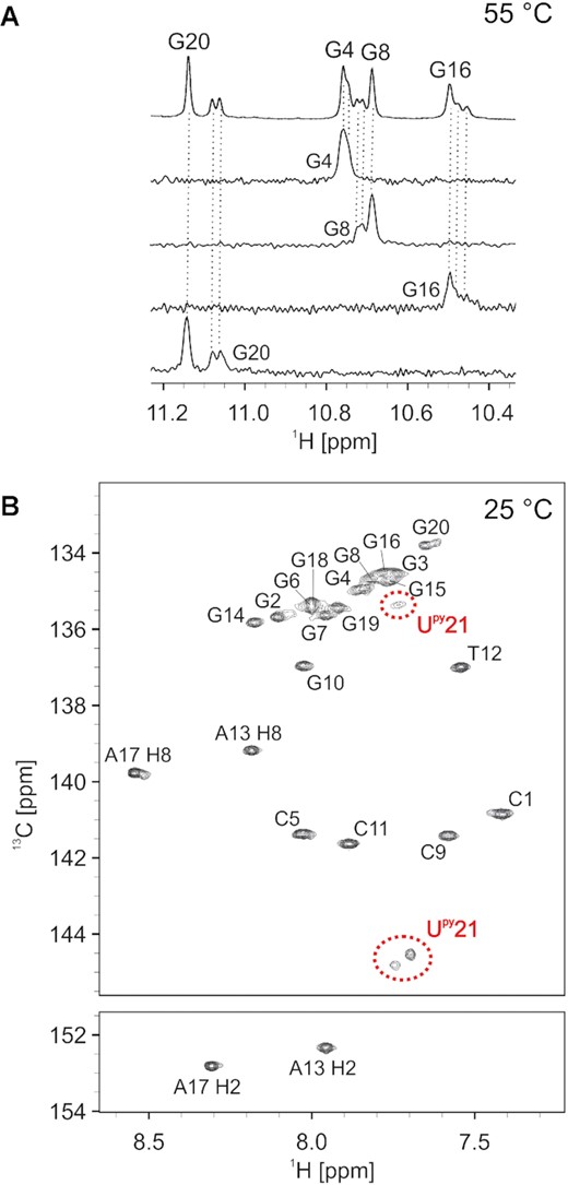 (A) Imino region of G4-G8-G16-G20 quartet of a 1D 1H NMR spectrum of c-kit2_py21 with 1D 15N-edited HSQC spectra below. Spectra were acquired at 55°C. Oligonucleotide concentration varied from 0.6 to 0.9 mM. (B) 2D 1H-13C HSQC spectrum of c-kit2_py21 acquired at 25°C with assignment. Three signals observed for Upy21 are marked by red dashed circles. The spectrum was acquired with 90% H2O and 10% D2O, 20 mM KCl, and 5 mM K-phosphate buffer, pH 7, on a 600 MHz NMR spectrometer.