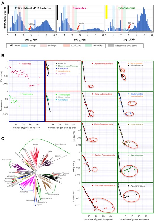 Organization of tRNA genes in bacterial genomes (A) Distribution of intergenic distances (IGD) between adjacent tRNA genes in the entire dataset of 4313 Bacteria, Firmicutes and Cyanobacteria. Histogram bars correspond to logarithmic intervals in the x axis. Ordinate axis represents relative counts (i.e. the frequency of two tRNA genes being separated by a particular distance). Ordinate axis represents gene counts, and the scale is different for each plot. For comparison, scale bars are shown representing 100 genes (yellow bar) and 4000 genes (black bar). Red arrows point the maximum IGD for two adjacent tRNAs to be considered an operonic pair. Colored vertical bars label frequent intervals of the multimodal distribution. Grey horizontal bar (bottom) labels the distribution of independent tRNA genes (i.e. not clustered with other tRNA genes). (B) Plots represent the frequency of individual genes and tRNA arrays in different bacterial Phyla. Plots with the same pattern are enclosed with a color frame. The straight lines correspond to an exponential regression line to the most abundant arrangements and ovals enclose outlier points that do not fit the exponential. (C) Reference tree of the bacterial radiation as reported by (33) is shown to illustrate the phylogenetic relation of bacterial phyla analyzed in this work. Curve lines indicate major bacterial phyla and are colored according to the color code of frames in (B).