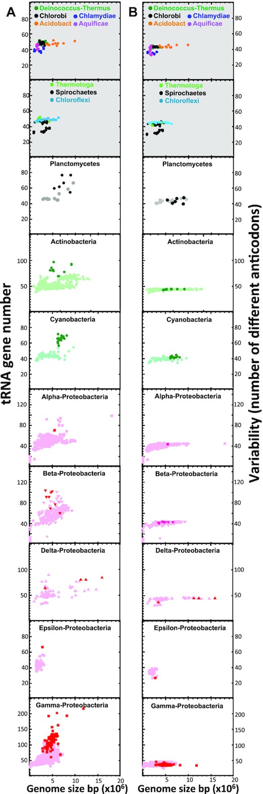 Species with L-operons have a high number of tRNA genes but not a wider variability of anticodons. Plots represent the number of tRNA genes versus the genome size (A) or the number of different anticodons in the tRNA set versus the genome size (B). The top panels on a grey background correspond to phyla with only A-operons. Plots on a white background contain A- and L-operons. Species with L-operons are represented with dark symbols.