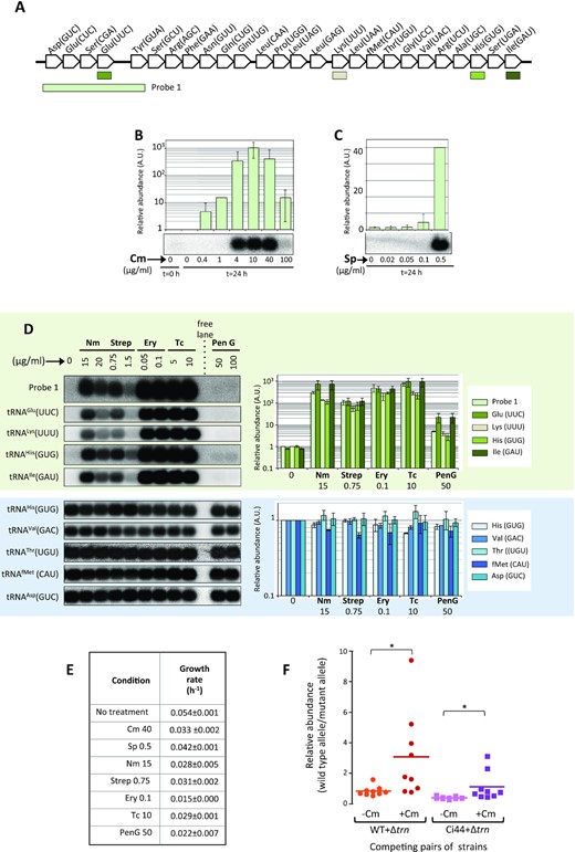 Anabaena 7120 trn operon is induced by antibiotics targeting the ribosome. (A) The Anabaena 7120 trn operon is depicted. Genes are indicated by their cognate amino acid and their anticodon. The position of probes used for hybridization in B, C and D is shown. (B) Northern hybridization was performed using 2 μg of sRNA preparations per lane from Anabaena cells before treatment (Control 0), or from cells cultured for further 24 h with no supplements (Control 24 h) or cultured for 24 h with the indicated concentration of chloramphenicol (Cm). Probe 1 was used for hybridization. The histogram represents the average (n = 2) relative intensity of each lane respect to the control without treatment (0) and error bars correspond to the standard deviation. (C) Northern assay was performed like in B with sRNA preparations from cells cultured for 24 h in the presence of the indicated concentrations of spectinomycin (Sp). Other details are like in (B). (D) Northern assay was performed using 2 μg sRNA preparations from cells cultured for 24 h in the absence (0) or presence of the indicated concentrations of neomycin (Nm), streptomycin (Str), erythromycin (Ery), tetracyclin (Tc) or penicillin G (Pen G) and hybridized to the probes indicated at the left of hybridization panels for operonic (green background) or housekeeping (blue background) tRNAs. The histogram represents the average (n = 2) relative intensity of each lane respect to the control in the first lane and error bars correspond to the standard deviation. Probes are indicated at the right. (E) Anabaena cultures were incubated in the presence of the indicated concentration of antibiotics (μg ml–1) for 24 h. The growth rate is indicated for each treatment. Numbers correspond to the mean ± standard deviation of two independent experiments. (F) Competition assays. The plot represents the relative quantities of the wild-type allele (indicating the presence of the trn operon) and the mutant allele (indicating the deletion of the trn operon). The relative abundances of these alleles were adopted as a proxy to inform about the proportion of cells in mixed suspensions (indicated at the bottom) after 5 days of culture in the absence or presence of Cm. Numbers in the ordinary axis correspond to 2ΔΔct as explained in Extended Materials and Methods. * indicate P < 0.002 (paired Wilcoxon signed rank test).