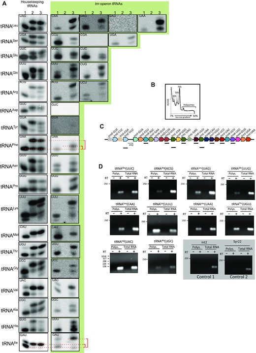 tRNAs encoded in the trn operon may be involved in translation. (A) 1 μg of sRNA preparations from Anabaena cells cultured in the absence (lane 2) or presence (lane 3) of 10 μg ml–1 tetracycline were resolved by acid gel electrophoresis and hybridized with probes for housekeeping tRNAs (white background) or operonic tRNAs (green background). Probes are indicated at the left (tRNA isotype) and inside each panel (anticodon). Lane 1 of each panel corresponds to a control of tRNA from induced cultures deacylated in vitro to indicate the migration position of non-charged tRNAs. (B) Polysomes were isolated from Anabaena cells induced for the expression of the trn operon by culture for 24 h in the presence of 0.2 μM MV. The plot represents the absorbance of fractions of the sucrose gradient at 254 nm (C) A picture of the trn operon is shown indicating the fragments amplified in (D) by RT-PCR. (D) RNA extracted from the polysomal fraction or total RNA from Anabaena cells were incubated (+) or not (−) with retrotranscriptase and amplified by PCR using specific oligonucleotides for the fragments indicated in C or for the Syr22 RNA. Control reactions are shown on a grey background. Numbers at the left of each panel indicate the size of DNA fragments (bp) of a molecular weight marker.