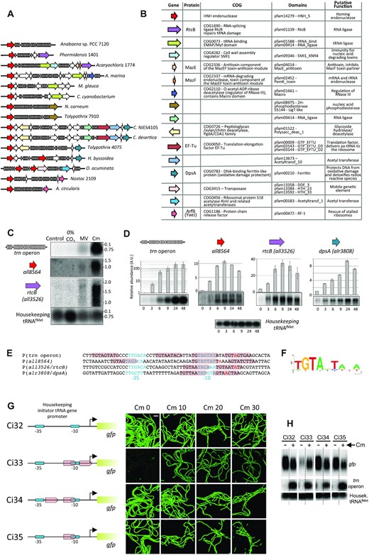 Genomic neighborhood of cyanobacterial L-operons. (A) Comparison of the genomic neighborhood of L-operons in multiple cyanobacterial species. tRNA genes are depicted in grey, genes encoding hypothetical proteins are depicted as empty arrows and those encoding proteins with a known or a putative function as colored arrows. Phormidensis 1401, Phormidensis sp. BC1401; Acaryochloris 1774, Acaryochloris sp. RCC1774; A. marina, Acaryochloris marina MBIC11017; M. glauca, Merismopedia glauca CCAP1448/3; C. cyanobacterium, Chroococcales cyanobacterium CENA595; N. carneum, Nostoc carneum NIES-2107; Tolypothrix 7910, Tolypothrix sp. PCC 7910; C. NIES4105, Calothrix sp. NIES 4105; C. desertica, Calothrix desertica PCC 7102; Tolypothrix 4075, Tolypothrix sp. NIES-4075; H. byssoidea, Hassallia byssoidea VB512170; O. acuminata, Oscillatoria acuminata PCC 6304; Nostoc 2109, Nostoc sp. NIES-2109; A. circularis, Anabaenopsis circularis NIES-21. (B) Genes of the latter group are shown indicating their domain composition and putative function. (C) 5 μg of total RNA from Anabaena cells cultured for 24 h with no treatment (Control), with no carbon source (0% CO2), in the presence of 0.2 μM methyl viologen (MV) or 10 μg ml–1 chloramphenicol (Cm) were used for Northern assays with probes for the genes indicated at the left. Numbers at the right of each panel indicate the size (Kb) of an RNA molecular weight marker. (D) Northerns using total RNA extracted from Anabaena cells cultured in the presence of 40 μg ml–1 Cm for the length of time indicated in hours at the bottom of each panel. the histogram bars represent the average (n = 2) relative intensity of each lane respect to the control in the first lane and error bars correspond to the standard deviation. Details of Northern blots are like in (C). A Northern with a probe of the housekeeping initiator tRNA (tRNAfMet) is shown as control. (E) Comparison of the promoters of genes showing similar regulation. -35 and -10 boxes are indicated in light blue color and the TSS in red. Conserved repeats are highlighted in pink. (F) Weblogo of the conserved sequences in (E). (G) Transplantation of tandem repeats into the promoter of the housekeeping initiator tRNA promoter. -10 and -35 boxes are represented in light blue, tandem repeats as pink arrows, the TSS as a bent arrow and the 5′region of the gene encoding Strep-GFP-His as a green rectangle. Images show GFP-fluorescence of cells of the indicated strains cultured for 36 h at the concentrations of Cm indicated at the top. The bar at the top left panel corresponds to 40 μm. (H) Northern blot of RNA from the indicated strains cultured in the absence or presence of Cm. Probes used for hybridization are indicated at the right. Dashed vertical lines indicate that lanes were not contiguous in the gels, so the image shown is a composite.
