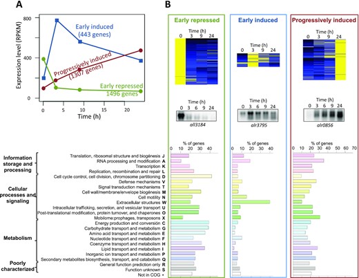 Response of Anabaena 7120 to translation stress. (A) Average profiles of expression of Anabaena 7120 genes in the response to translational stress. Only responsive genes (i.e. those whose expression changes >2-fold) are shown. (B) Heatmaps of genes in the three clusters are shown at the top. A northern experiment used to validate each group is shown below. The distribution of genes in COG categories is shown at the bottom. Bar length in the histogram represents the percentage of genes with respect to the whole number of genes in the same category