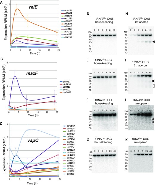 Late events in the response to translational stress. (A) Plot representing the expression of genes encoding toxin RNAses of the RelE family. The plot shows average values of RNA-Seq data and error bars correspond to the SEM (standard error of the mean) (n = 3). Induced genes are indicated in boldcase at the right. (B and C) Plots representing the expression of genes encoding toxin RNAses of the MazF and VapC family. Details are like in (A). (D–K) Panels show northern blots of tRNA from Anabaena cells cultured in the presence of chloramphenicol for the length of time indicated (in hours) at the top of each panel and resolved by denaturing polyacrylamide gel electrophoresis. Probes used for hybridization are indicated at the top of each panel. Numbers at the left indicate the migrating positions of molecular weight markers (GeneRuler Ultra Low Range, Thermo). Putative cleavage products are indicated by arrows.