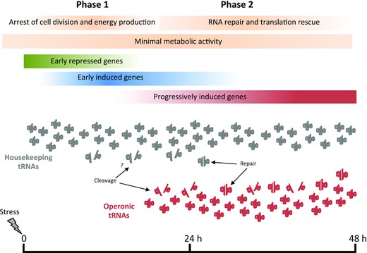 Phases of the response of Anabaena 7120 to translational stress. The scale bar represents the time (in hours) after the onset of the stress conditions.