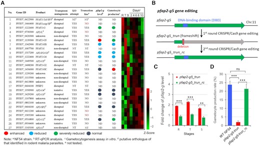 Functional screening of ApiAP2 family for gametocyte production. (A) Phenotype summary of a CRISPR–Cas9 knockout screen of ApiAP2 genes in NF54 strains. The transcriptional abundancies of the pfap2-g gene were measured by RT-qPCR analysis for three biological replicates for each transgenic parasite line at 30–40 hpi. Gametocyte production rates were quantified by measuring the proportion of all gametocytes among infected RBCs, when mature forms were observed. Expression data of individual stages including asexual rings (R), trophozoites (T) and schizonts (S), and continuous timepoints over the course of gametocytogenesis (see Figure 5A) were measured by RNA-seq. RNA-seq data was normalized as Z-Scores. Conflicting results between transposon mutagenesis and frameshift-based KO approaches are indicated in red font, and the days on the top of the heatmap indicate the stages during gametocytogenesis. For detailed information, see Supplementary Table S2. (B) Schematic representation of the constructs of pfap2-g5_trun and pfap2-g5_trun_rc lines. The pfap2-g5_trun line was used a parental line for the 2nd transfection. (C) Fold-change in pfap2-g transcription of pfap2-g5_trun::NF54 or pfap2-g5_trun_rc::NF54 lines over WT NF54 line in ring (R), trophozoite (T), schizont (S). The data are from two replicates of RNA-seq analysis. (D) Gametocyte formation rate in NF54, pfap2-g5_trun::NF54 and pfap2-g5_trun_rc::NF54 line. The statistical analysis: ***P< 0.001, **P< 0.01, *P< 0.05, ‘ns’: not significant (unpaired two-tailed Student's t-test). The error bars represent s.e.m. for two replicates (C) or three replicates (D).