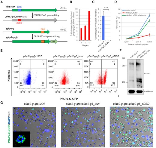 Loss of PfAP2-G5 promotes sexual commitment by activating pfap2-g gene but abolishes gametocyte production. (A) Schematic representation of pfap2-g5_dDBD line (upper) and pfap2-g-gfp line (bottom). DBD: DNA-binding domain. (B) Fold-change in pfap2-g transcription of pfap2-g5_dDBD over 3D7 line in asexual stages. The data are from RNA-seq analysis with two independent replicates. (C) Gametocyte formation rate in pfap2-g5_dDBD and 3D7 lines. (D) Growth rate analysis of pfap2-g5_dDBD, pfap2-g5_dDBD::pfap2-g_ko and vector control lines. (E) FACS assays of PfAP2-G-positive sub-population signal with late-stage parasites (30–40 hpi) from 3D7, pfap2-g5_trun, pfap2-g5_dDBD lines carrying PfAP2-G-GFP fusion protein. The detailed gating strategy is shown in Supplementary Figure S6. The nuclei are stained with Hoechst. (F) Western-blot analysis of PfAP2-G-GFP in pfap2-g-gfp and pfap2-g-gfp::pfap2-g5_dDBD lines by using anti-GFP antibody. The Pfaldolase was used as an internal control. (G) Live-cell fluorescence assays of PfAP2-G signal (green) with late stage parasites (30–40 hpi) from 3D7, pfap2-g5_trun, pfap2-g5_dDBD lines carrying PfAP2-G-GFP fusion protein. The nuclei are stained with DAPI (blue). Scale bar: 5 μm. The statistical analysis: ***P< 0.001, **P< 0.01, *P< 0.05, ns: not significant (unpaired two-tailed Student's t-test). The error bars represent s.e.m. for two biological replicates (B), or three replicates (C, D).