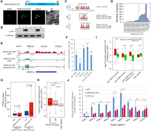 PfAP2-G5 represses PfAP2-G expression via targeting the URR for maintenance of the integrity of local heterochromatin structure surrounding pfap2-g gene. (A) Upper: Schematic representation of the construct of pfap2-g5-gfp::3D7. Bottom: Live-cell fluorescence assay of PfAP2-G5-GFP (green). Nuclei are stained with DAPI (blue). Scale bar: 5 μm. (B) Western-blot analysis of pfap2-g5-gfp, pfap2-g5_trun-gfp, pfap2-g5_trun-rc-gfp lines at schizont stage. The Pfaldolase was used as an internal control. (C) DREME logos for the de novo motif enriched within trophozoite-stage PfAP2-G5 binding sites upstream of its target genes in vivo and the matching reported ApiAP2 binding motif (the top one) in vitro identified by Tomtom (39). (D) The distribution of PfAP2-G5-binding sites relative to the start codon of target genes. (E) Track view of the normalized signals (Log2-transformed ChIP/input ratio) at the pfap2-g gene locus for PfAP2-G5 in WT parasites (upper; red) and PfAP2-G in WT and pfap2-g5_trun parasites (bottom; green) in asexual trophozoites. One of the two biological replicates is shown. Three sites with mutations are indicated by black squares at the bottom. (F) Gametocyte production in parasites lines shown in the motif mutagenesis analysis (Supplementary Figure S10). (G) Box plots showing PfAP2-G binding signal (peak enrich score calculated from MACS2; higher score means higher enrichment) on the PfAP2-G5 target genes or non-target genes in WT and pfap2-g5_trun parasites in asexual trophozoites. The average values from two independent replicates are shown. P value: unpaired Wilcoxon rank test. (H) Box plots showing fold change (log2) in transcriptional levels of pfap2-g5_trun over WT parasites of target genes bound by PfAP2-G5 at upstream (ups) regions or gene body (gb) regions and non-target genes in asexual trophozoites by RNA-seq (the detailed transcriptomes are shown in Supplementary Table S5). The average values from two independent replicates are shown. P value: unpaired Wilcoxon rank test. (I) Box plots showing fold change (log2) in transcriptional levels of pfap2-g5_dDBD over WT parasites (red) or pfap2-g5_dDBD::pfap2-g_ko: over WT parasites of different groups of target genes, i.e. only PfAP2-G5-binding at upstream (ups) regions, only PfAP2-G-binding at upstream (ups) regions, both PfAP2-G5 and PfAP2-G-binding at upstream (ups) regions, and other non-binding genes for the two factors in asexual trophozoites by RNA-seq (the detailed transcriptomes are provided in Supplementary Table S9). The average values from two independent replicates were shown. P value: paired Wilcoxon rank test. (J) ChIP-qPCR analysis of histone modification changes (H3K9me3 over H3K9ac) at the pfap2-g gene locus in WT, pfap2-g5_trun, and S3-mut lines. The target regions for amplification are shown in Supplementary Figure S10G. Control gene: fba. In the (G-I): Boxes indicate the 25th to 75th percentiles. The horizontal lines within the boxes are the median values. The statistical analysis: ****P< 0.0001, ***P< 0.001, **P< 0.01, *P< 0.05, ns: not significant (unpaired two-tailed Student's t-test). The error bars represent s.e.m. for three replicates (F, J).