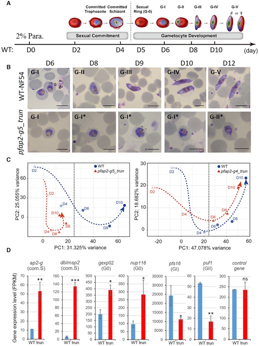 PfAP2-G5 is essential for the development of early-stage gametocytes. (A) A schematic model of the continuous developmental stages of parasites from sexual commitment to mature gametocytes. The transition from sexual commitment (committed schizont) to developmental stage (sexual ring) is indicated by a dashed vertical line. The sampling time points (day) for transcriptome analysis of WT line are indicated at the bottom. Abbreviation indicate parasitemia (Para.). Parasite drawings were plotted with Adobe Illustrator software commercially licensed to Tongji University. (B) Representative images of Giemsa's solution stained thin smears of WT NF54 and pfap2-g5_trun parasites during gametocytogenesis in vitro (D6–D12). The asexual forms were killed by NAG treatment for 5 consecutive days from G0 stage (D5). Scale bar: 5 μm. *: dying parasites with abnormal morphology. More images are also shown in Supplementary Figure S12. (C) PCA analysis showing transcriptomic profiles of pfap2-g5_trun::NF54 versus NF54 and pfap2-g4_trun::NF54 versus NF54 parasite lines over the course of gametocytogenesis measured by RNA-seq. The KO lines are shown with dashed red lines and WT with blue lines. Dashed black vertical lines indicate the transition from committed schizonts and sexual rings. (D) Gene expression levels of some representative gametocytogenesis-associated marker genes in WT and pfap2-g5_trun lines detected by RNA-seq. Control: seryl-tRNA synthetase (PF3D7_0717700). ***P< 0.001, **P< 0.01, *P< 0.05, ns: not significant (unpaired two-tailed Student's t-test). The error bars represent s.e.m. for two biological replicates of RNA-seq anlaysis.