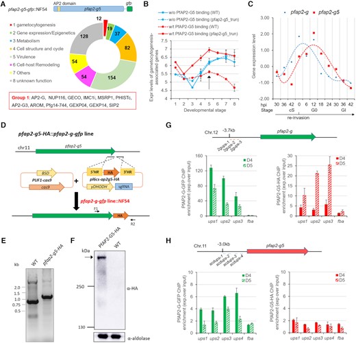 Reciprocal regulation between PfAP2-G5 and PfAP2-G is involved in the dynamic expression of EG genes at the early gametocyte stages. (A) Upper: schematic representation of the construct of pfap2-g5-gfp::NF54. Middle: functional categorization of the 540 PfAP2-G5-bound genes at the time point D5 approximately corresponding to G0. Gene numbers are shown in the circular graph. Bottom: gene list of the gametocytogenesis group in the red rectangle. The full list of PfAP2-G5 target genes is shown in Supplementary Table S12. (B) Transcriptional dynamics of all reported gametocytogenesis-associated genes in pfap2-g5_trun and WT NF54 lines measured by RNA-seq. These genes are classified into two groups bound by PfAP2-G5 (red lines) or not (blue lines) in their upstream regions. The arrow indicates the timepoint when PfAP2-G5-bound gametocytogenesis genes are precipitously down-regulated. ***P < 0.001, unpaired Wilcoxon rank test. ns: not significant. (C) Transcriptional profiles of pfap2-g (blue line) and pfap2-g5 (red line) genes across the sexual commitment and early gametocyte development from the microarray data of Josling et al. (9). The timepoints corresponding to the stage of committed schizonts (cS), sexual rings (G0) and gametocyte I (GI) are indicated below the axis x. (D) Schematic representation of the generation of pfap2-g5-HA::pfap2-g-gfp line in the NF54 line. The location of individual PCR primer for gDNA PCR validation are indicated in this gene locus (primer sequences are listed in Supplementary Table S1). (E) PCR validation of the HA-fusion genes in pfap2-g-gfp and WT lines. (F) Western-blot analysis of PfAP2-G5-HA in pfap2-g-gfp line by using anti-HA antibody. The Pfaldolase was used as an internal control. The full-length PfAP2-G5-HA protein is indicated by an arrow. (G, H) ChIP-qPCR analysis of PfAP2-G (anti-GFP) and PfAP2-G5 (anti-HA) for the binding levels within the upstream region of pfap2-g or pfap2-g5 gene. For pfap2-g gene, only the URR region was measured as shown in Supplementary Figure S10. The samples were harvested in D4 or D5 (see Figure 5A) for PfAP2-G5-HA::PfAP2-G-GFP::NF54 line. The fba (PF3D7_1444800) gene was used as negative control. The error bars represent s.e.m. for two biological replicates of RNA-seq analysis (B) or three replicates of ChIP-qPCR (G, H).