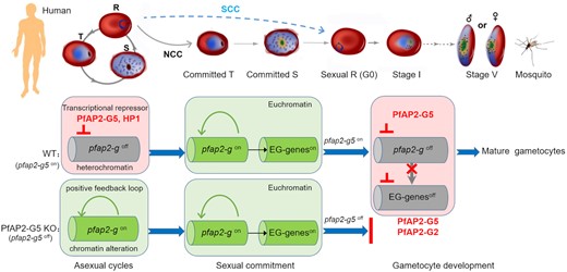 A model of how PfAP2-G5 programs the regulation cascade for gametocytogenesis in P. falciparum parasites. In the asexual cycle, PfAP2-G5 suppresses the pfap2-g gene to prevent the initiation of sexual commitment (left) via maintenance of the HP1-dependent heterochromatin structure at the pfap2-g gene locus. When it is removed from the upstream regulatory region of pfap2-g, sexual commitment is triggered by either NCC or SCC pathway upon pfap2-g gene activation, which is accompanied with local chromatin alteration. Subsequently, pfap2-g activates a set of early gametocyte (EG) genes (middle), but their transcription activities including pfap2-g itself will be suppressed by PfAP2-G5 during early gametocyte development, or parasite development is arrested (right).
