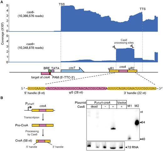 H. hubeiense CreA resembles a typical two-handle crRNA. (A) Transcription profile of creTA operon in the presence or the absence of H. hispanica cas6. Note that pTA-tRNA was used to overexpress a tRNA (see Figure 5D) to relieve the toxicity of creT in cas6- cells. (B) Northern blotting of H. hubeiense CreA in H. hispanica cells lacking Cas6 (-) and in those encoding a wild-type (+) or a catalytically-dead Cas6 (in duplicate). A strong promoter (PphaR) was used to drive the transcription of H. hubeiense creA. M1 and M2, biotin-labeled 40-nt and 64-nt ssDNA, respectively.