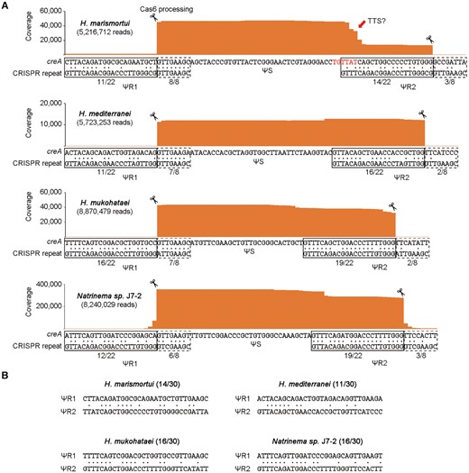 Another four haloarchaeal creA genes with two highly divergent, degenerated flanking ‘repeats’ (ΨR sequences). (A) Analysis of the creA RNA products by sequencing the small RNA from Haloarcula marismortui ATCC 43049, Haloferax mediterranei ATCC 33500, Halomicrobium mukohataei DSM 12286, and Natrinema sp. J7-2. Red nucleotides indicate a putative transcription terminator (TTS, transcription termination site). Identity between creA ΨR and the co-occurring CRISPR repeat was calculated separately for the first 22 nucleotides and the last eight nucleotides. (B) Sequence identity between ΨR1 and ΨR2.
