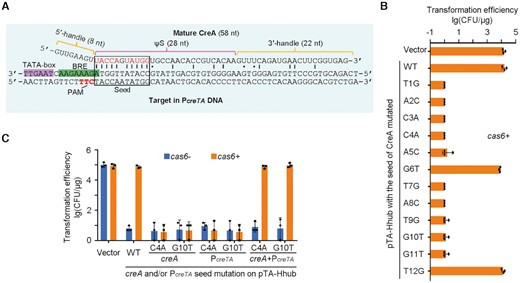 The partial complementarity between CreA and PcreTA is critical for toxin repression. (A) Mature CreA RNA and its complementarity to PcreTA. ‘|’ and ‘•’ indicate Watson-Crick and wobble base pairings, respectively. Red nucleotides in the seed region form critical base pairings to PcreTA. (B) Single mutation of the seed nucleotides of creA. (C) Complementary mutation of creA and PcreTA. The 4th (or 10th) nucleotide in the spacer of creA and that in the protospacer of PcreTA were separately or simultaneously mutated. H. hispanica cells encoding (cas6+) or lacking (cas6-) Cas6 were transformed with pTA-Hhub derivates. Error bars, mean ± s.d. (n = 3). Scattered dots indicate individual values.