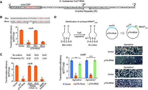 H. hubeiense CreT acts by sequestering the AUA-decoding tRNAIleCAU. (A) Sequence and elements of H. hubeiense CreT RNA. ‘+1’ indicates the TSS, while ‘+44’ and ‘+74’ indicate two very weak TTSs. The mini open reading frame (ORF) contains two consecutive AUA codons (highlighted in red). (B) CreT toxicity when the complementarity between the inverted repeats was disrupted and then recovered. (C) Synonymous mutation of the two AUA codons and deletion of the two preceding sense codons (AAG and CCA). The usage frequency of each isoleucine codon (among all codons) in H. hispanica is given. (D) Suppression of H. hubeiense CreT by over-expressing tRNAIleCAU and/or supplementing agmatine. Representative images of the transformant colonies are given. Error bars, mean ± s.d. (n = 3); two-tailed Student's t test (**P < 0.01, N.S., not significant (P > 0.05)). Scattered dots indicate individual values.